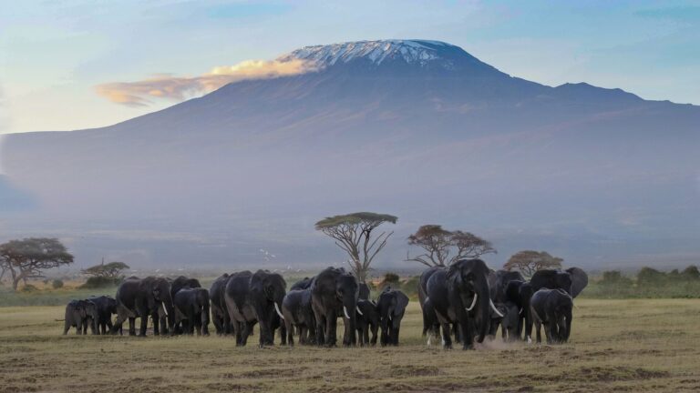 Safari au Kenya safari responsable afrique meilleur agence pour safari en famille kilimandjaro altitude Safari Amboseli