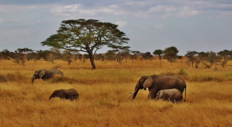 voyage organisé afrique du sud et parc tsavo east