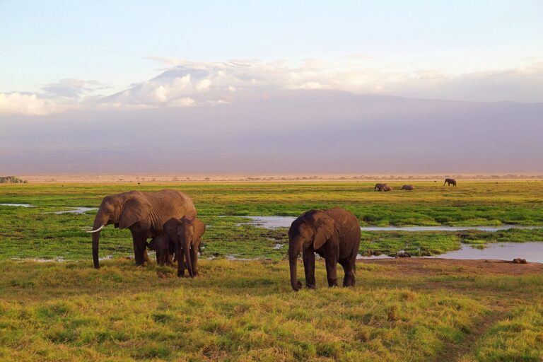 Safari Tanzanie, Safari en Tanzanie