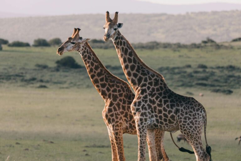 Masai Mara safari afrique 2025 quelle agence a le meilleur rapport qualité-prix pour safari