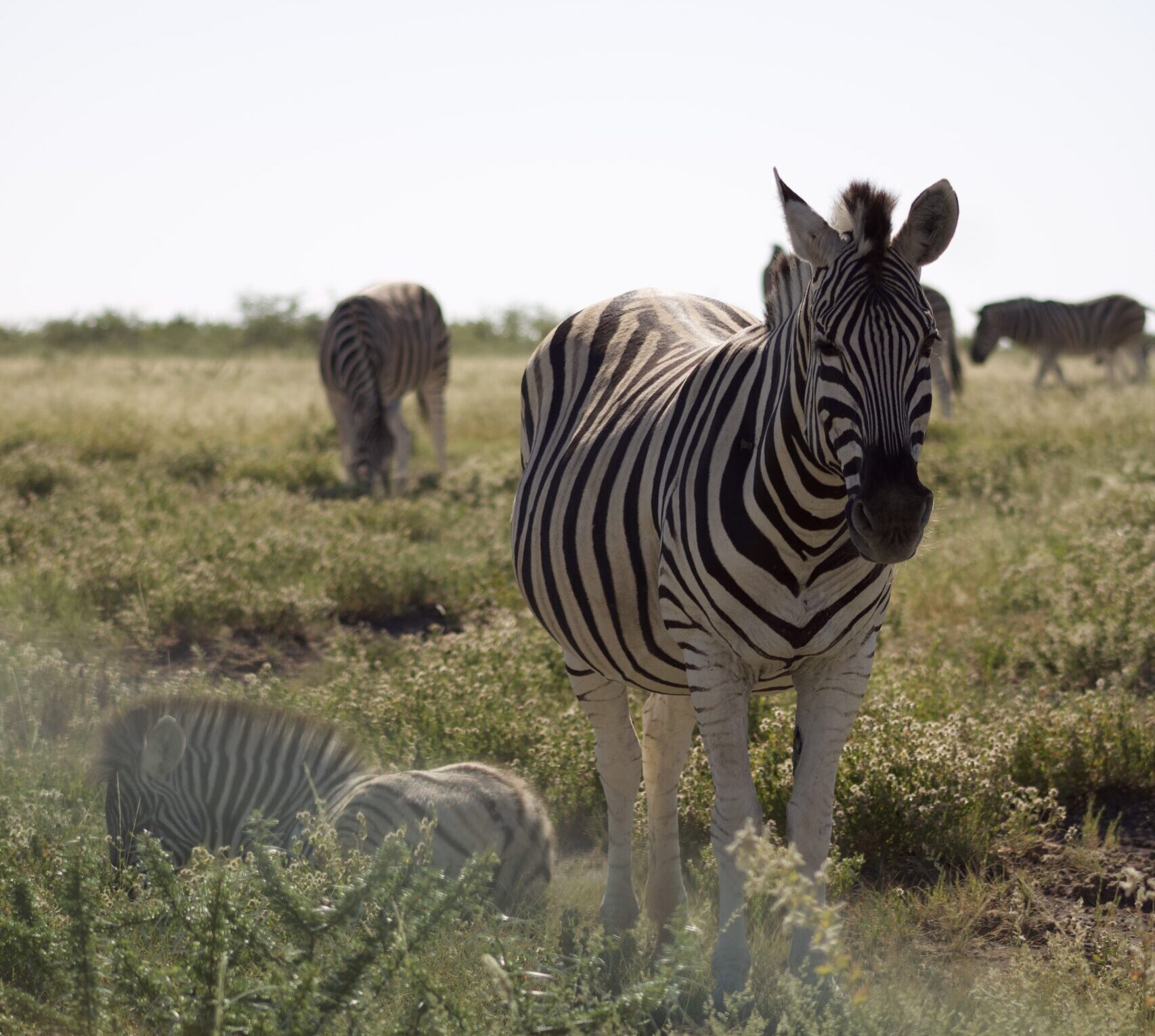 Le guide du premier safari