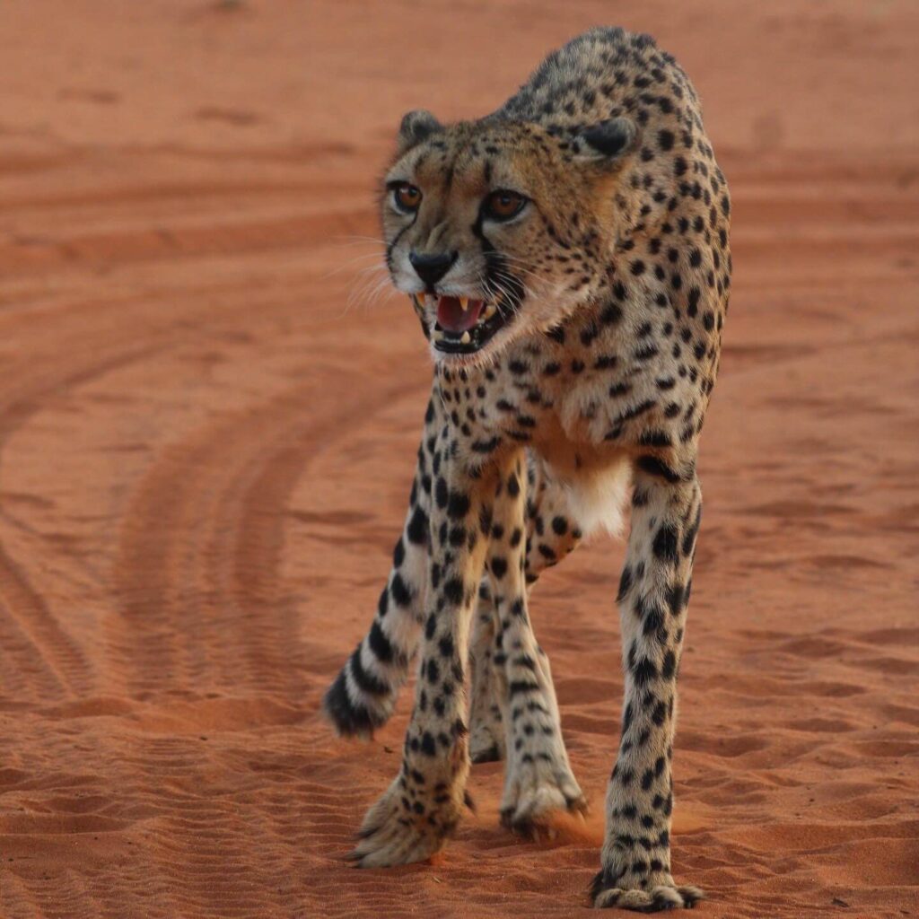 Quel Parc choisir Namibie. reconnaissance faune sauvage