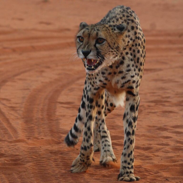 Quel Parc choisir Namibie. reconnaissance faune sauvage
