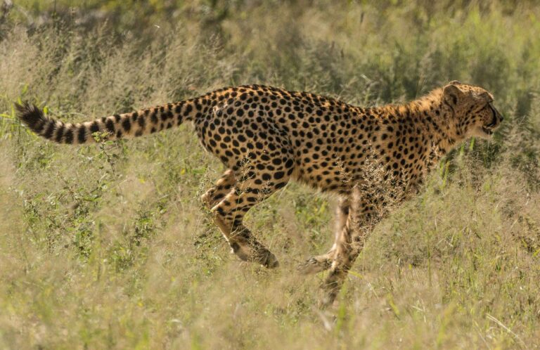 trepied photo safari langage du bush Vitesse Guépard appareil photo animalière objectif photo animalière