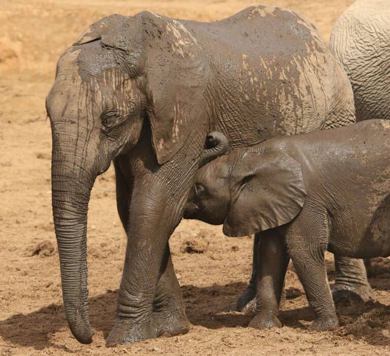 avis canon eos r10 safari addo elephant que mange un éléphant