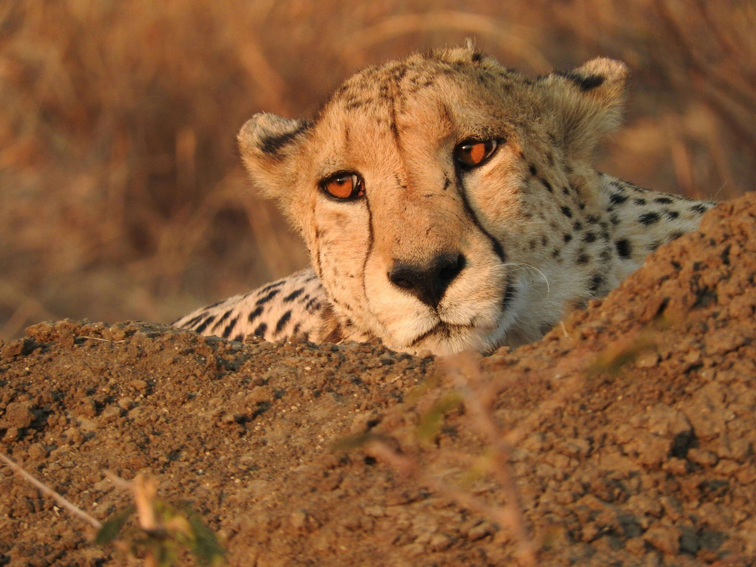 Safari privé Afrique du sud Safari faune rare Afrique