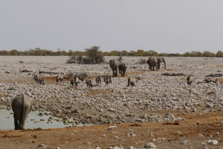 visiter parc Etosha