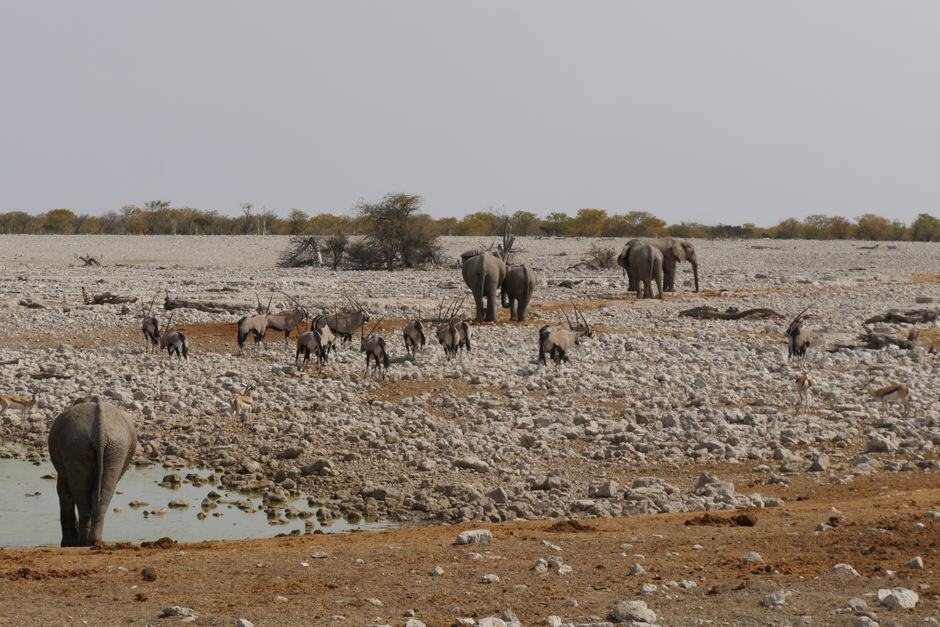 visiter parc Etosha
