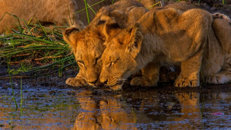 Photographie animalière safari sans paludisme meilleur safari le cap objectif photo animalière
