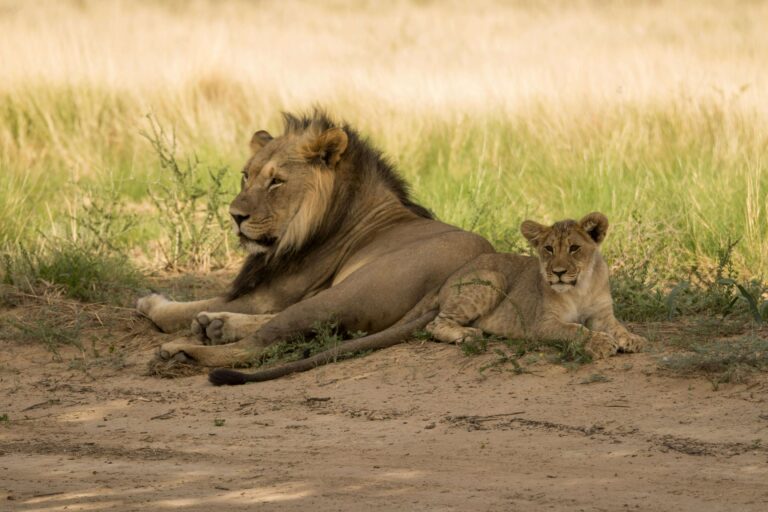 voyage organisé afrique du sud safari Kruger quelle agence a le meilleur rapport qualité-prix pour safari