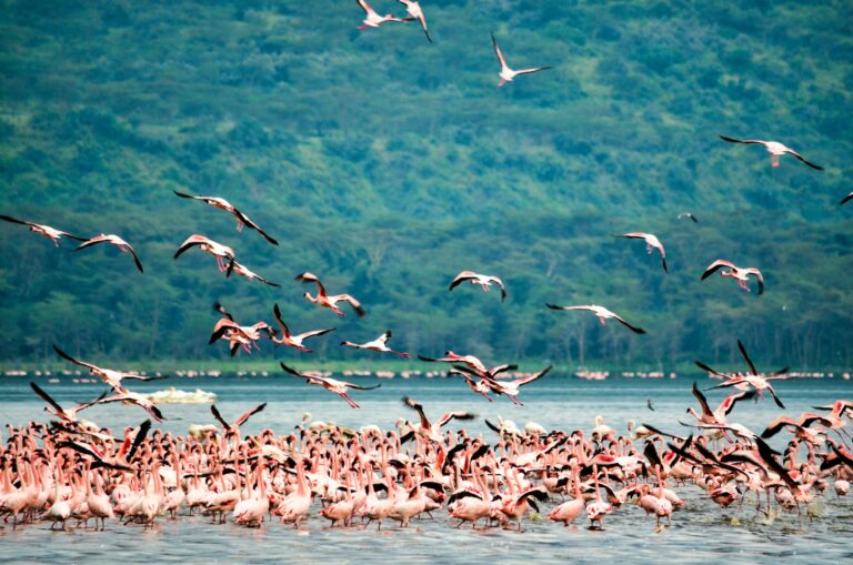 Lac Nakuru eSIM Kenya meilleure caméra vlog safari