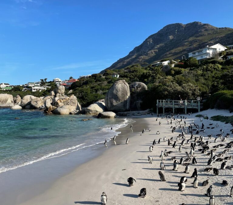 que faire cape town plages afrique du sud manchot