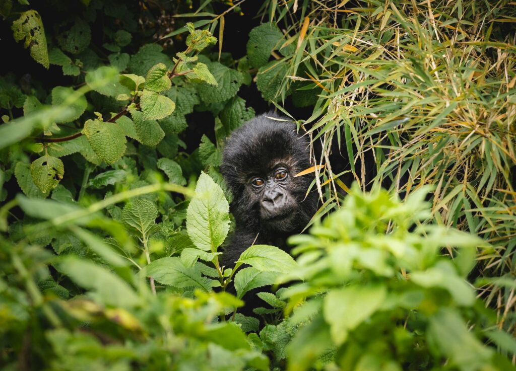 Portrait d'un gorille de montagne dans son habitat naturel