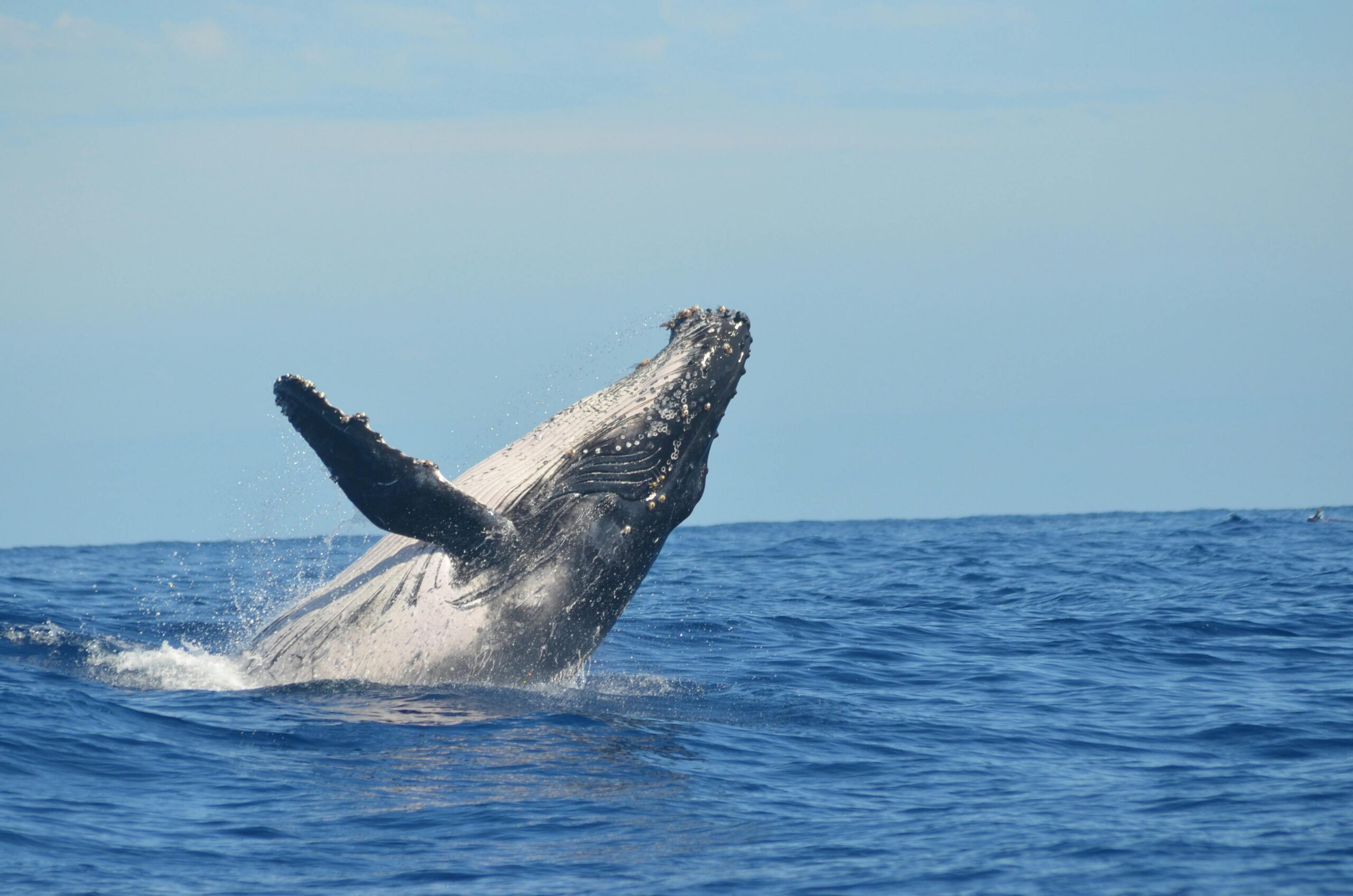 baleine hermanus