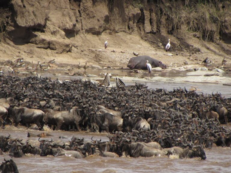 Parc National Serengeti / Safari Masai Mara