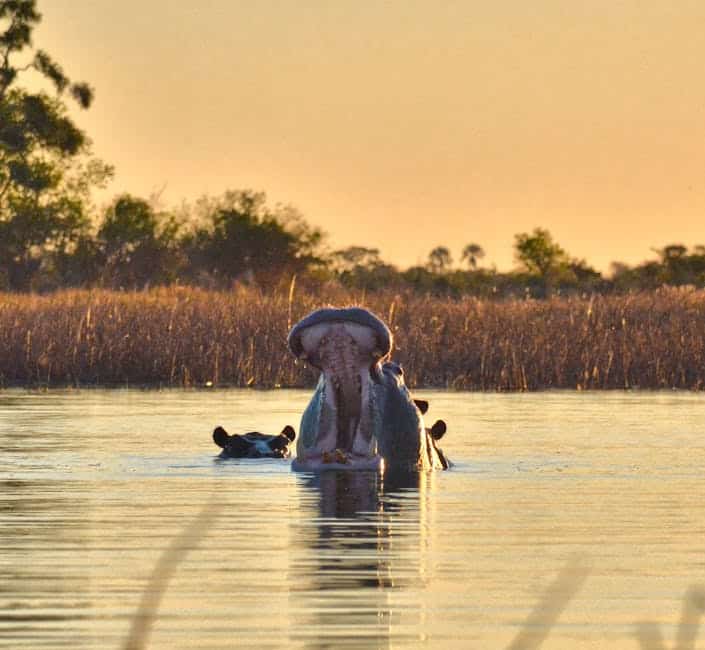safari delta okavango
