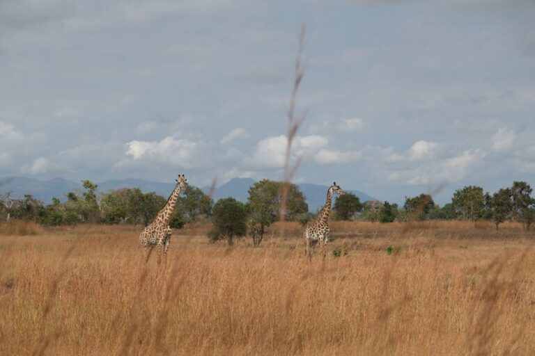 safari depuis zanzibar