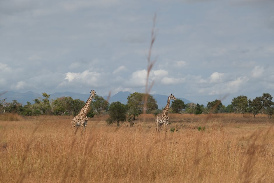 safari depuis zanzibar