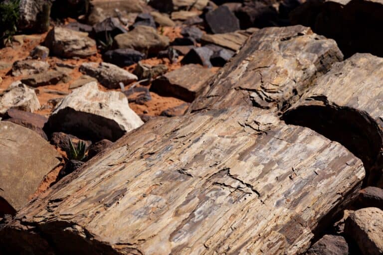 Forêt pétrifiée du Damaraland