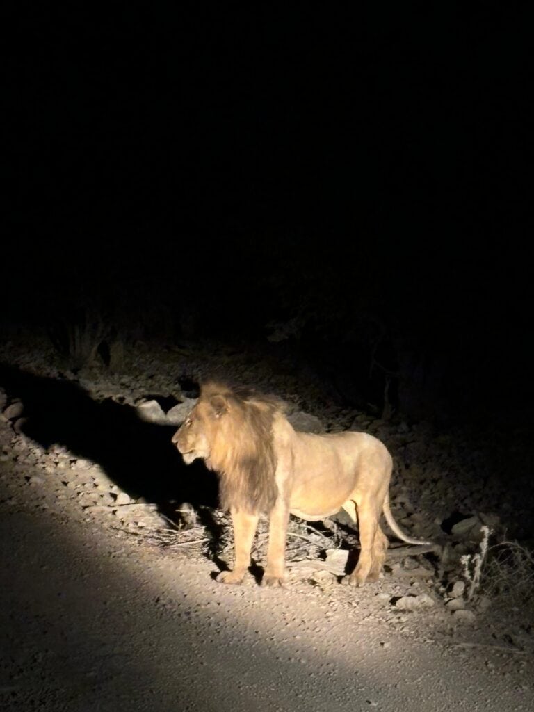 safari de nuit etosha