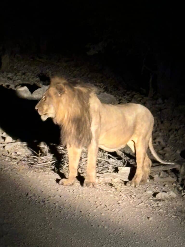 safari de nuit etosha