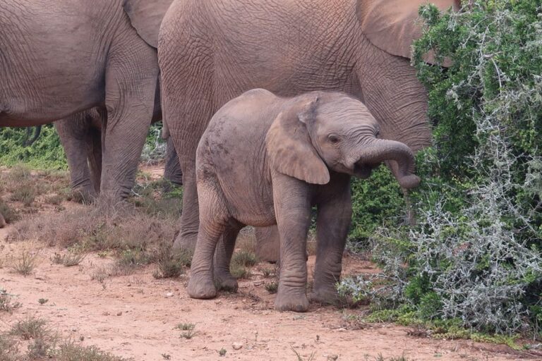 safari photo addo