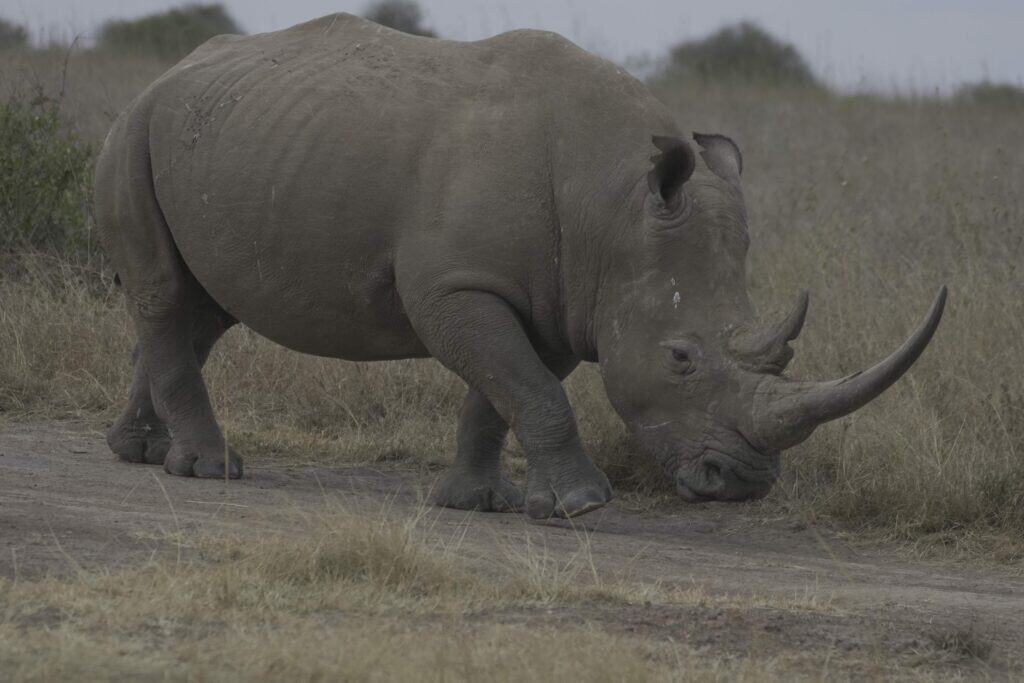 parc national Nairobi