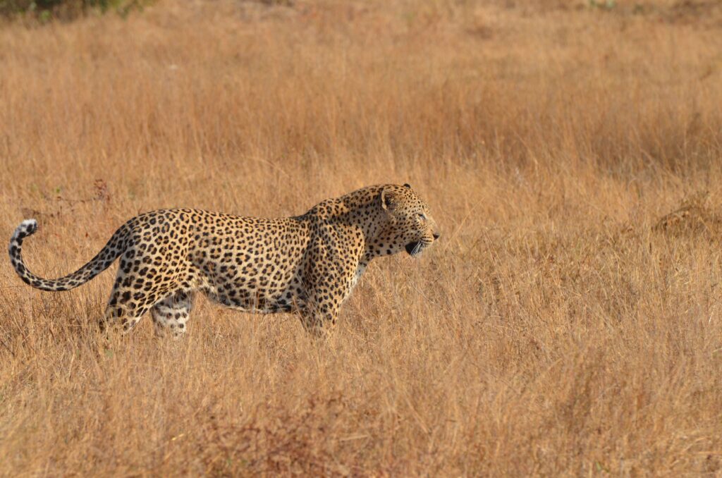 léopard safari