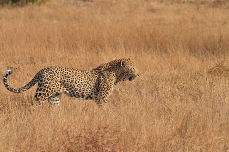 léopard safari